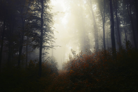 fantasy forest with trees in fog
