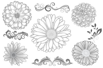 Set of  hand-drawing  flower chamomile, gerbera, dahlias, zinnia and calligraphic floral design elements . Vector illustration. - obrazy, fototapety, plakaty