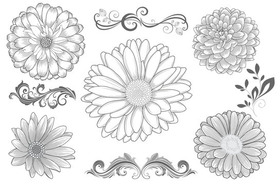 Set of  hand-drawing  flower chamomile, gerbera, dahlias, zinnia and calligraphic floral design elements . Vector illustration.
