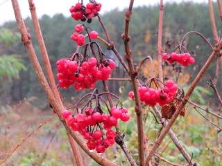 Beautiful, useful berry Kalina! (The Vast Russia! Sergey, Bryansk.)