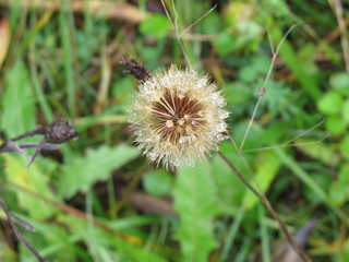 Autumn dandelion. The drops of dew. (The Vast Russia! Sergey, Bryansk.)