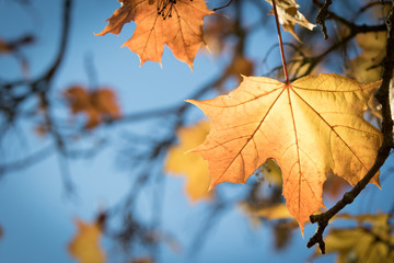 Close up of a colourful leave with defocussed background