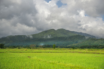 Obraz premium Beautiful landscape of a field in the background of a forest and mountains above a blue sky