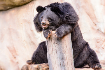 Asian black bear is happy in the zoo.