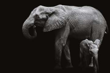 African elephants black and white.