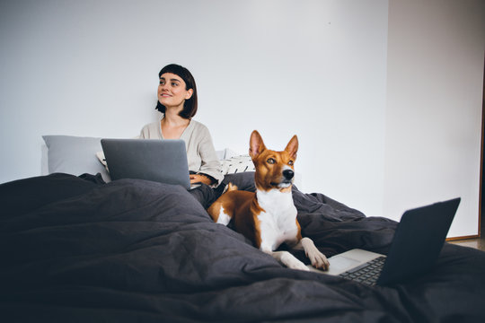 Funny and cute little puppy of basenji breed sits on bed covers together with owner and works on new project in hillarious manner, both use laptops and new technology