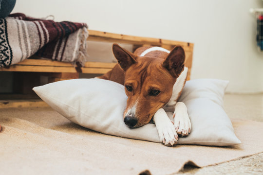Cute and adorable brown basenji breed dog rests on designer pillow inside apartment, waits for owner to take him out for walk