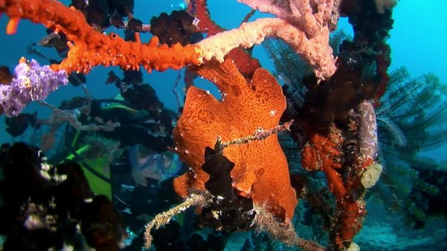 Fish angler and diver underwater on background of reflection sun seabed. Unique amazing video footage. Abyssal relax diving. Natural aquarium of sea and ocean. Beautiful animals.