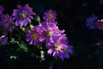 Fototapeta na wymiar Lila Blütenpracht