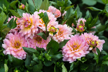 Flower dahlia dekorative Harzfee in the garden © anatoliil
