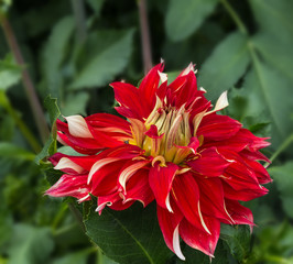 Flower dahlia dekorative Nick SP  in the garden