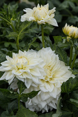 Flower dahlia dekorative White Alva's  in the garden