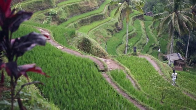 Aerial video in an amazing landscape, with drone, above rice terraces in a beautiful day.
