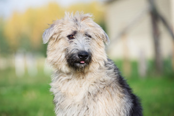 adorable mixed breed dog portrait outdoors