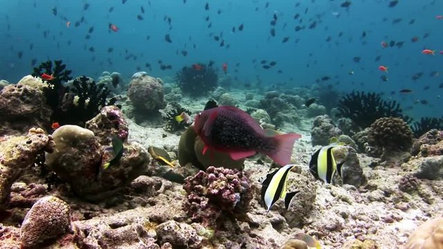 Parrot fish underwater on background of seabed in Maldives. Unique amazing video footage. Abyssal relax diving. Natural aquarium of sea and ocean. Beautiful animals.