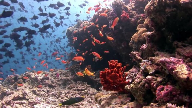 School of fish underwater on background of reflection sun seabed in Maldives. Unique amazing video footage. Abyssal relax diving. Natural aquarium of sea and ocean. Beautiful animals.