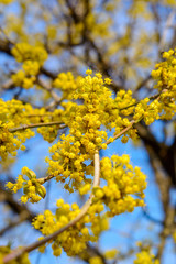 Photo of blooming yellow twig dogwood in garden in spring