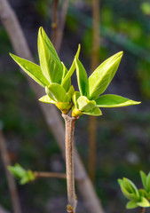 Photo of a young tree branch on dark background