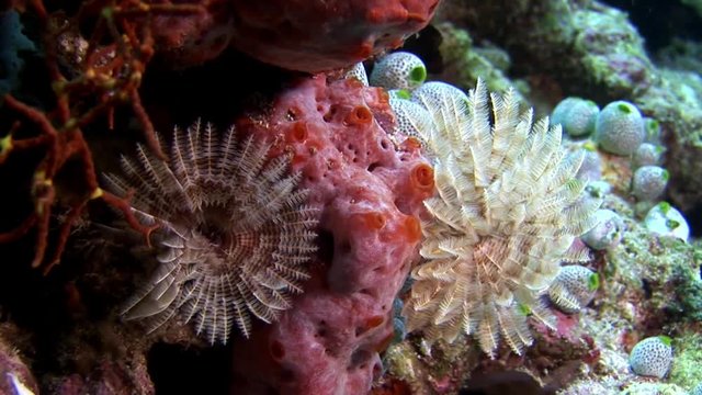 Ascidia underwater on background of seabed in Maldives. Unique amazing video footage. Abyssal relax diving. Natural aquarium of sea and ocean. Beautiful animals.