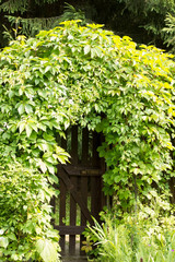 Gate in the hedge.