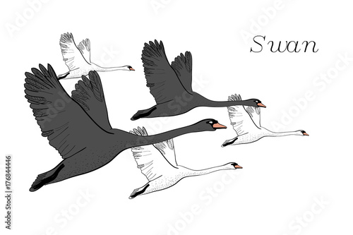 Illustration Of Drawing Black Flying Swans Hand Drawn Doodle Graphic Design With Birds