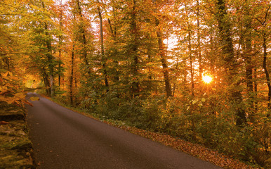 Obraz premium Autumn forest at sunset. Ch