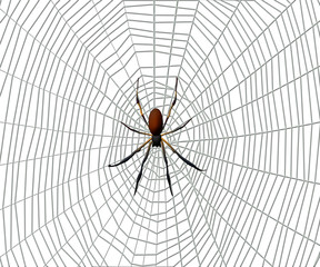 Spider on a spider web on white background