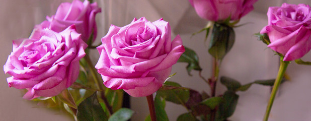 Fototapeta na wymiar Lilac rose on black background