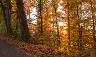 Autumn forest at sunset. Swiss