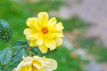 Beautiful yellow rose flower in a garden