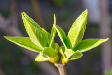 Photo of a young tree branch on dark background