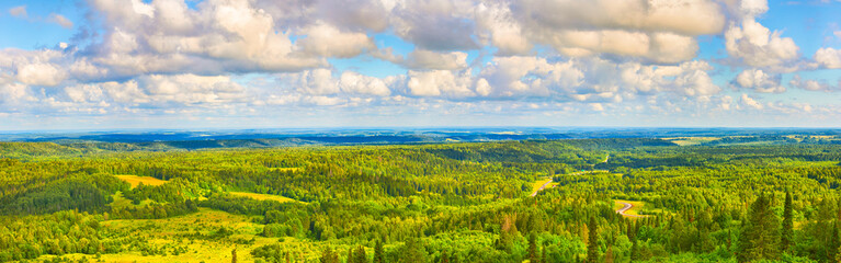 Coniferous forest and meadows. Panorama