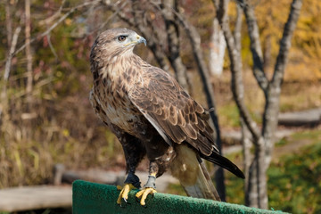 Predator of family of falcon