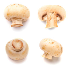 Set of white fresh mushroom in white isolated background