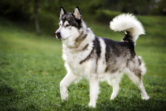 A large beautiful dog Alaskan Malamute runs along the grass.