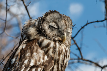Owl on a tree branch