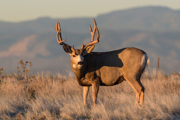 Mule Deer Buck on the High Plains of Colorado at Sunrise