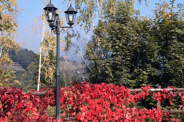 il lampione contornato dalla vite vergine con le foglie  rosse