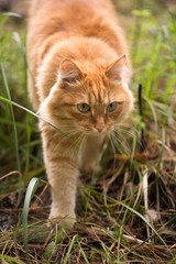 Beautiful red cat on the grass