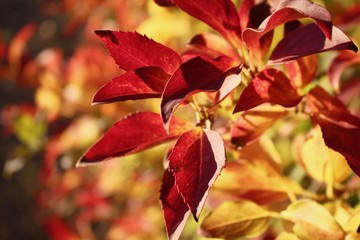 Autumnal leaves.