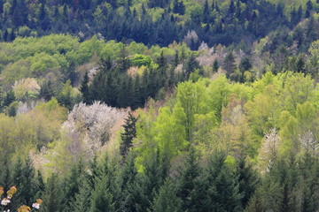 spring Forest in Pyrenees, Aude in south of France