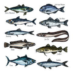Fish, seafood sketch set with sea, ocean animal