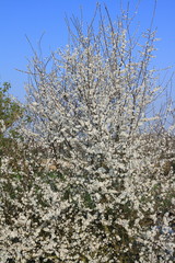 spring blossoming of a hawthorn tree