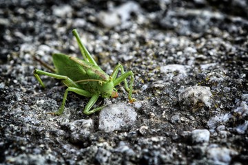 Cricket on the gray stone