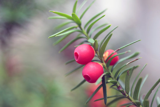 przyroda detal - czerwone trujące owoce cisu