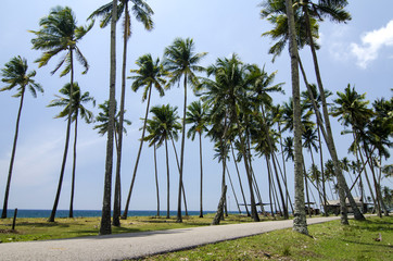 Obraz premium Beautiful traditional village located in terengganu, Malaysia.surrounded by nature,beach and blue sky background under bright sunny day