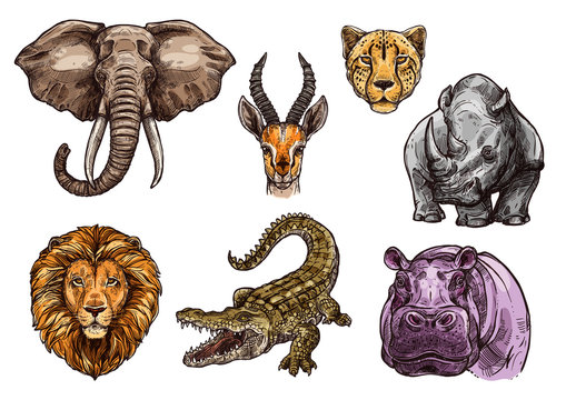 African animal sketch set of elephant, lion, hippo