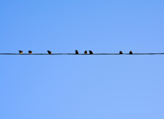 Birds on a wire