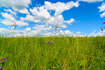 Nature of the Lipetsk region in Russia