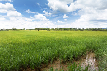 タイの水田